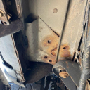 Thumbnail image of 2014 Ford F-150 at Newins Bay Shore Ford