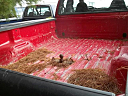 Thumbnail image of 2006 Ford F-250 Super Duty at RolandRichFord of Delavan, IL