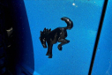 Thumbnail image of 2022 Ford Bronco at Mike Murphy Ford Inc. - New