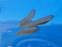 Thumbnail image of 2024 Dodge Hornet at Wetzel Chevrolet