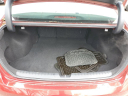 Thumbnail image of 2016 Hyundai SONATA at Serra Honda Brighton