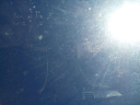 Thumbnail image of 2013 Cadillac Escalade ESV at AUTOPLEX INC.