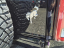 Thumbnail image of 2024 Ford Bronco at Liccardi Ford Lincoln